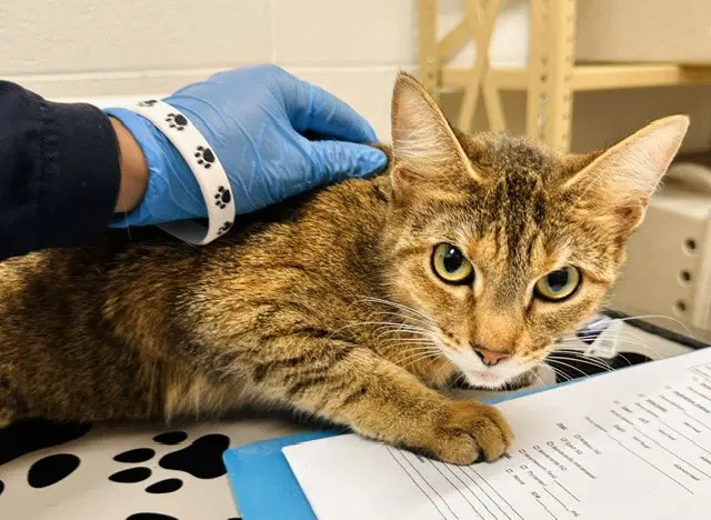 Zina - Domestic Short Hair