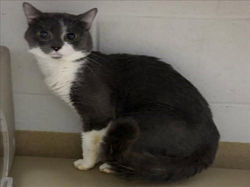 *BLUE'S CLUES, a cat for adoption from Montgomery County Animal Services and Adoption Center