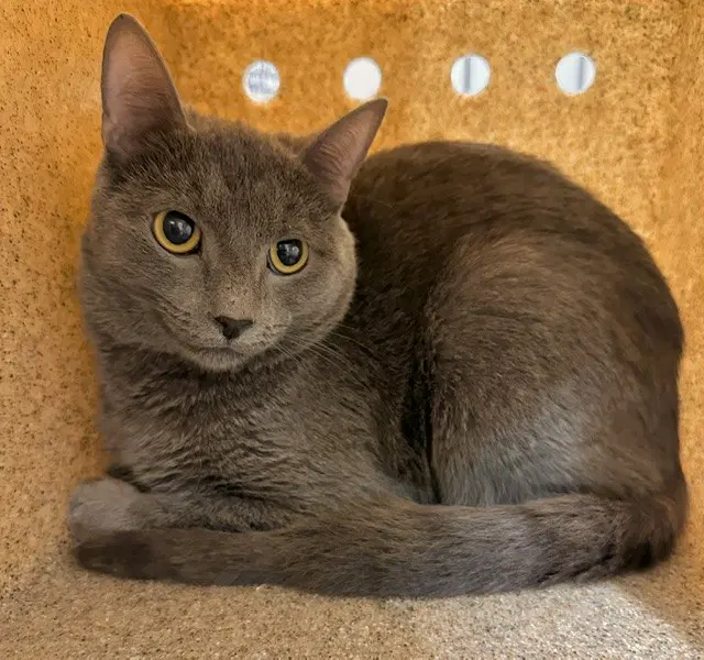 Blue Diamond - Domestic Short Hair