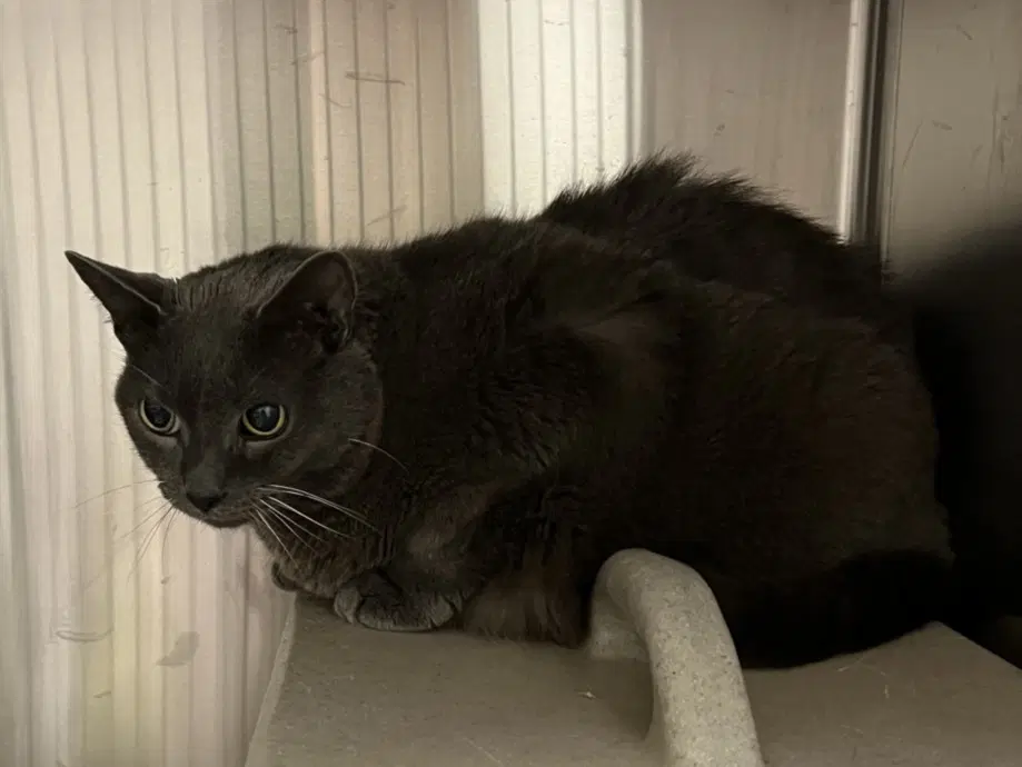 Gulliver - Domestic Short Hair