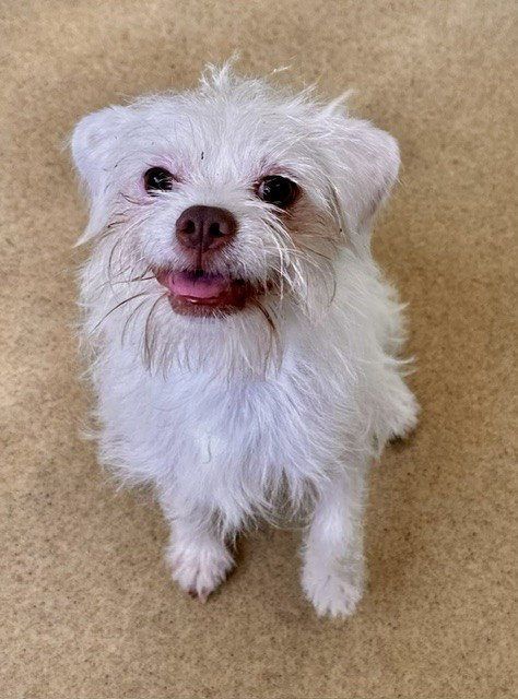 *TONY, dog — photo 1 of 1