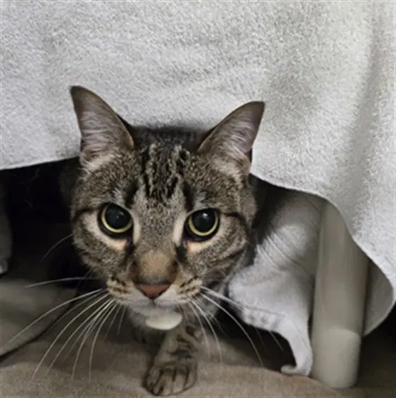 Lincoln - Domestic Short Hair
