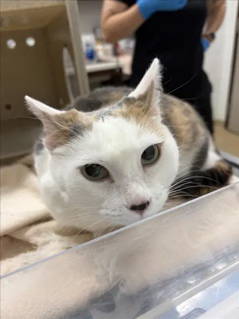 Honey - Domestic Short Hair