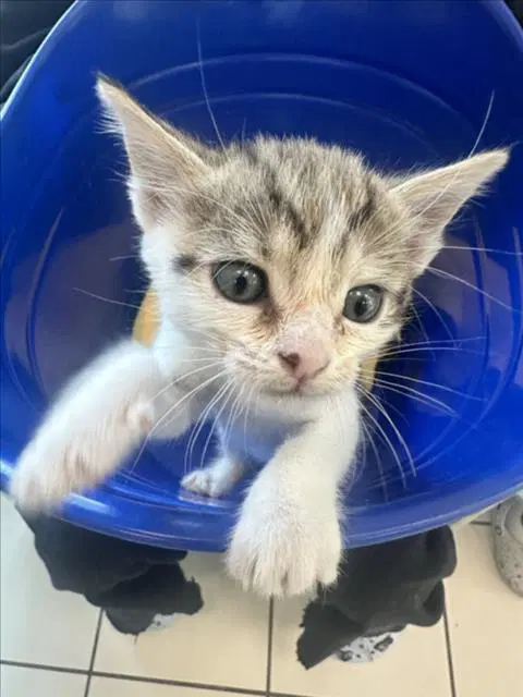 Smol - Domestic Short Hair