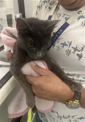 Reckon - Domestic Short Hair