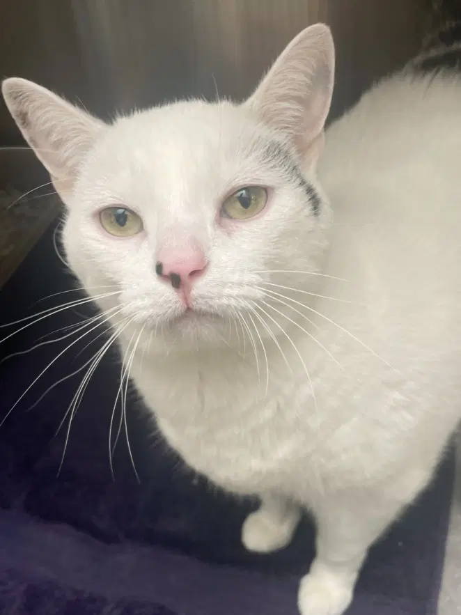 Just Jenny - Domestic Short Hair