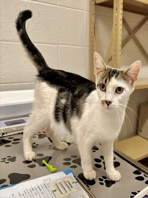 Serendipity - Domestic Short Hair