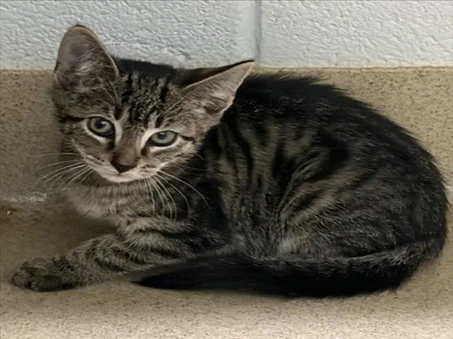 Wheels - Domestic Short Hair