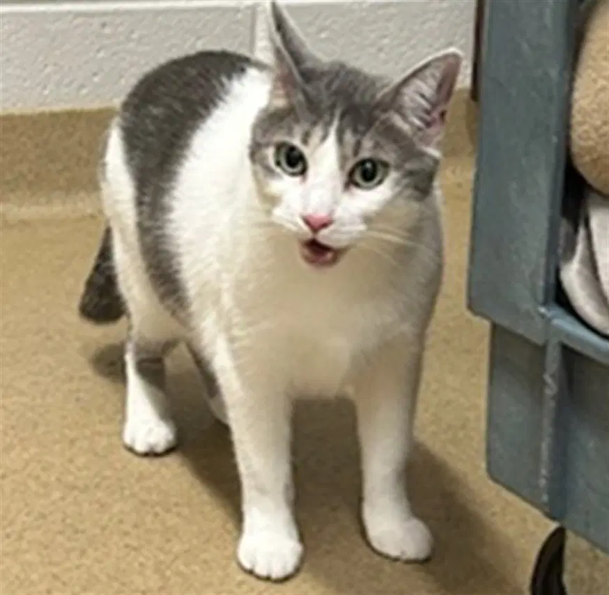 Maisy - Domestic Short Hair