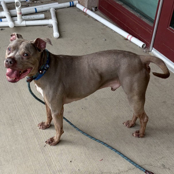 TYSON, dog — photo 1 of 1
