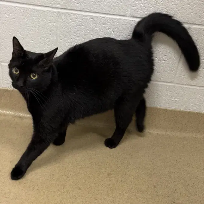 Sardini - Domestic Short Hair