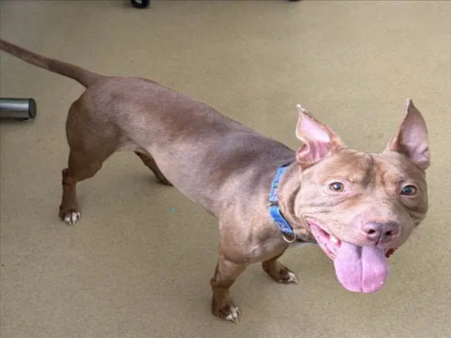 Petey - American Pit Bull Terrier