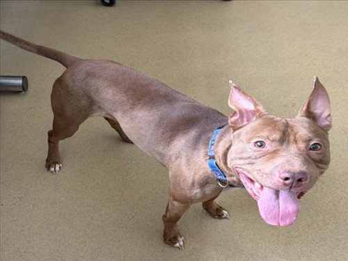 PETEY, a dog for adoption from Montgomery County Animal Services and Adoption Center