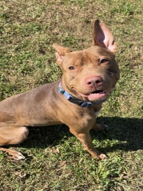 PETEY, an American Pit Bull Terrier / Mixed (medium coat) dog for adoption in Derwood, MD