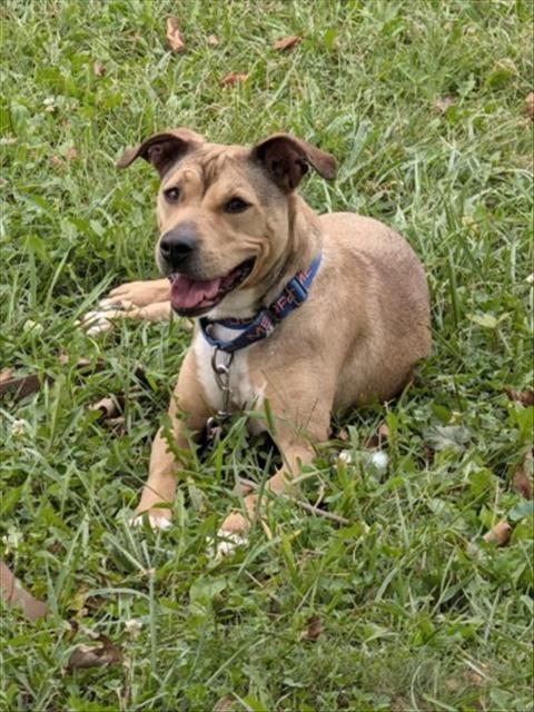 JUSTINE, dog — photo 1 of 1