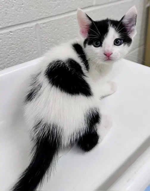 Frita - Domestic Short Hair