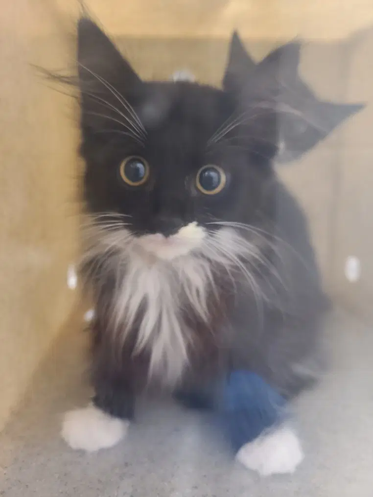 Cayenne - Domestic Long Hair
