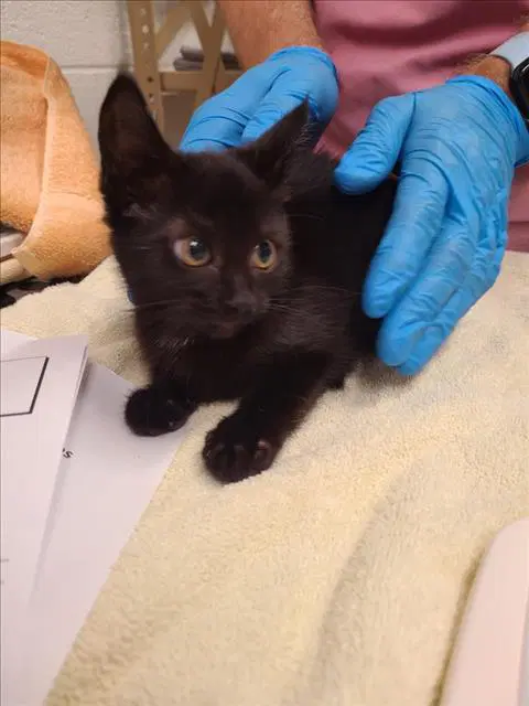 Peppercorn - Domestic Short Hair