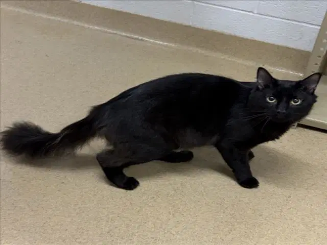 Indigo - Domestic Medium Hair