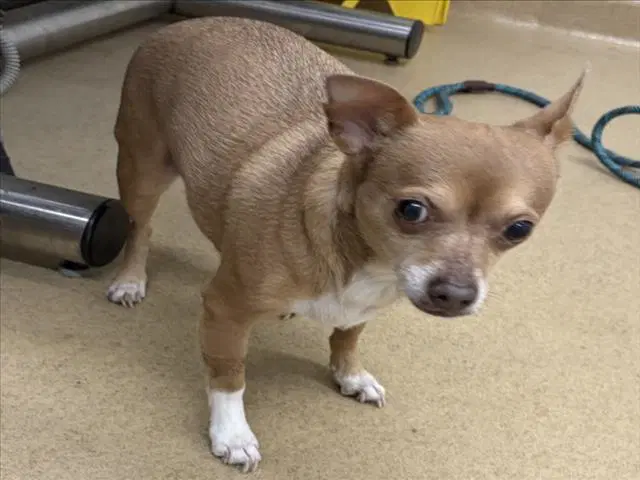Zahara - Chihuahua