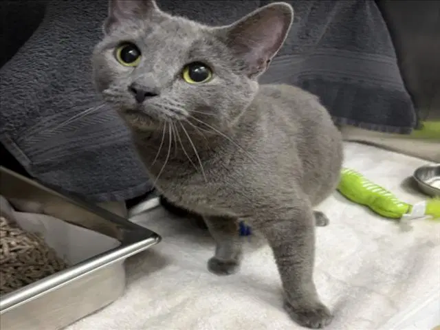 Wonderful - Domestic Short Hair
