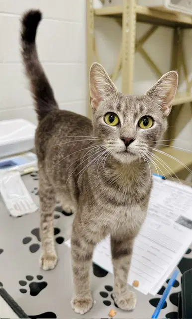 Calypso - Domestic Short Hair