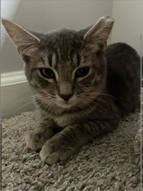 Jubei - Domestic Short Hair