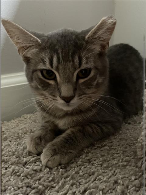 Jubei