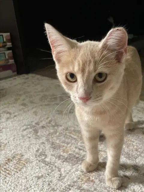 Nikka - Domestic Short Hair