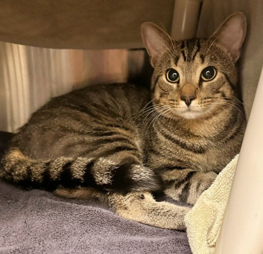 *ANDREW, cat — photo 1 of 1