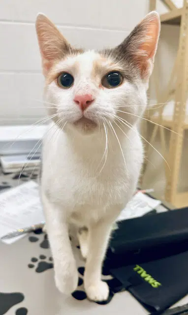 Horchata - Domestic Short Hair