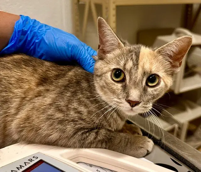 Dusty - Domestic Short Hair