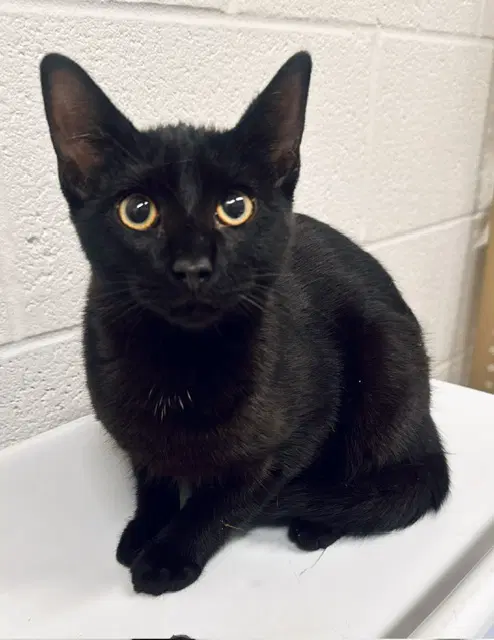 Diesel - Domestic Short Hair