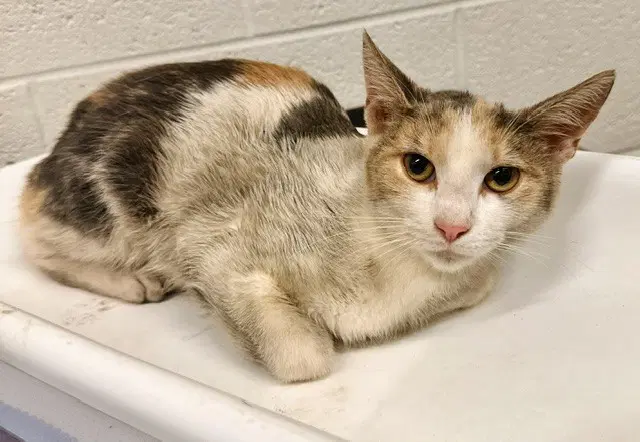 Turbo - Domestic Short Hair