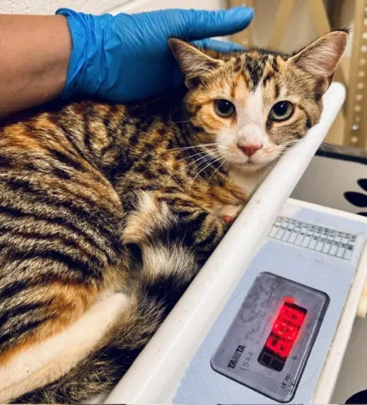 Speedy - Domestic Short Hair
