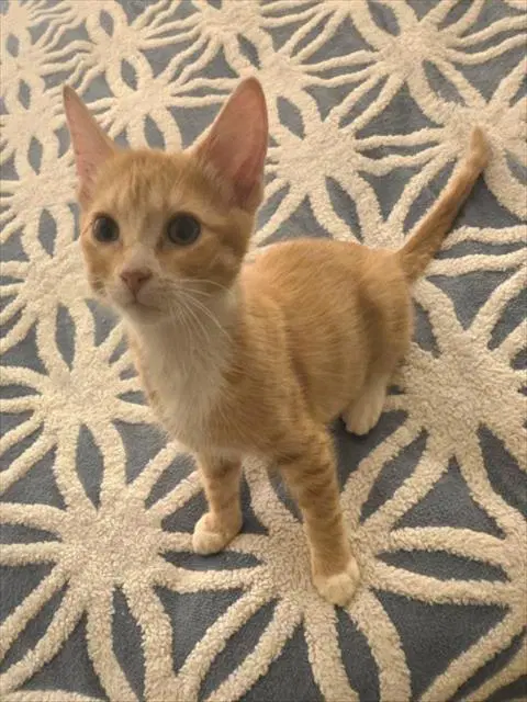 Earl The Purrl - Domestic Short Hair