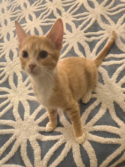 Earl The Purrl