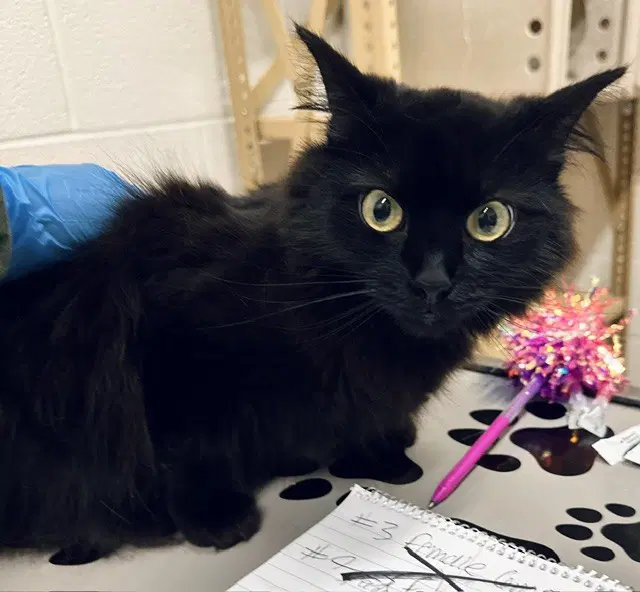 Nix - Domestic Medium Hair