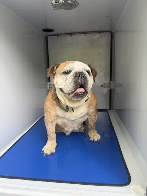Perfect Puddin Pop - English Bulldog