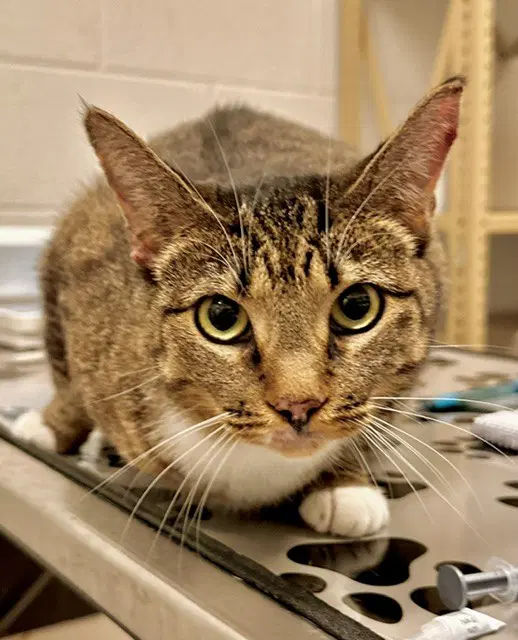 Leno - Domestic Short Hair