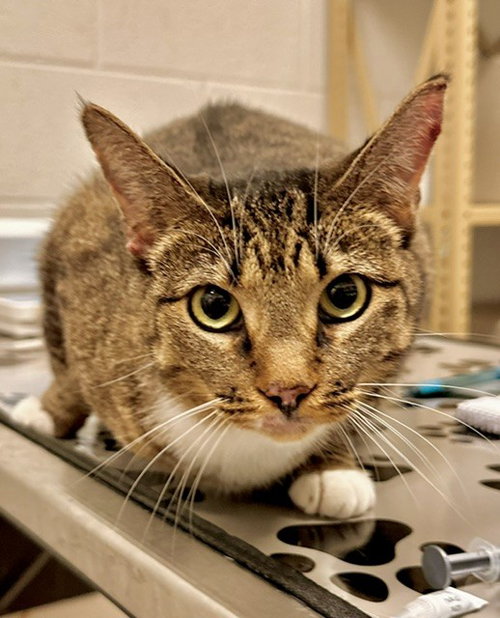 LENO, a cat for adoption from Montgomery County Animal Services and Adoption Center