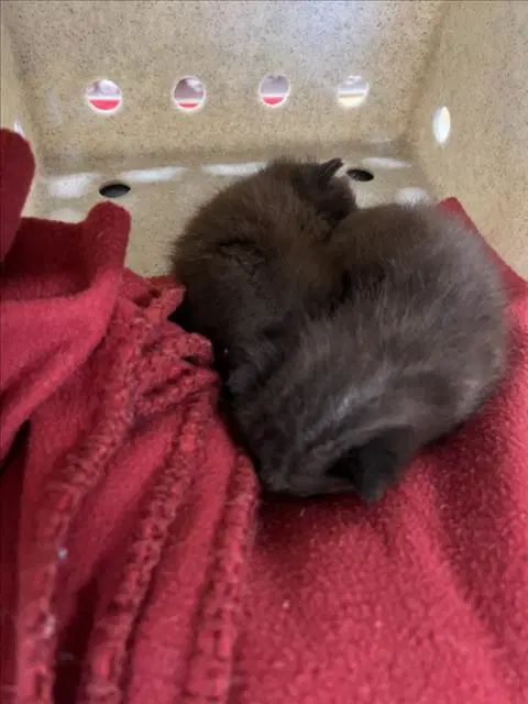 Coconut Tree - Domestic Long Hair