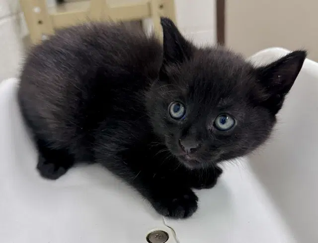 Vortex - Domestic Medium Hair