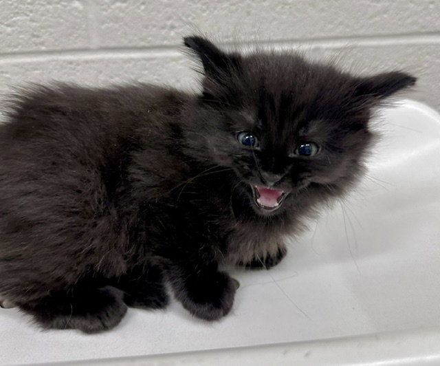 *ORION, cat — photo 1 of 1