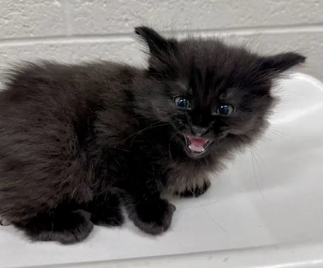 Orion - Domestic Long Hair