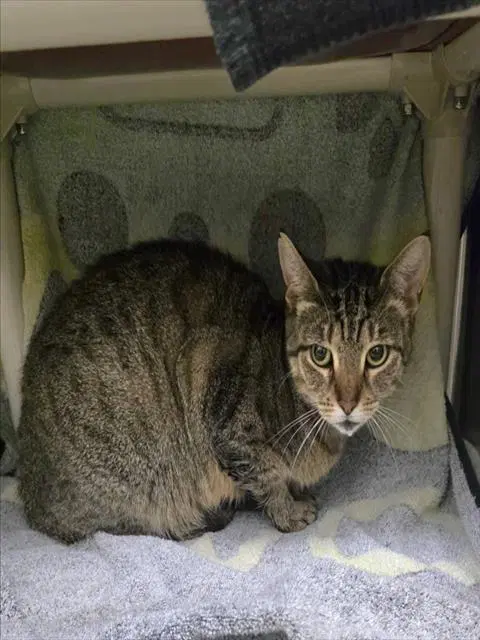 Bean - Domestic Short Hair