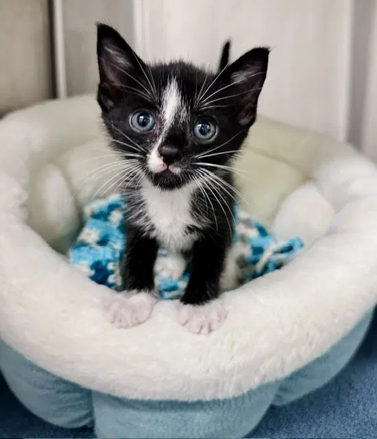 Pringle - Domestic Short Hair