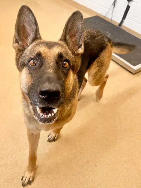 Bailey - German Shepherd Dog