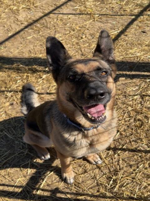 BAILEY, a German Shepherd Dog (medium coat) dog for adoption in Derwood, MD