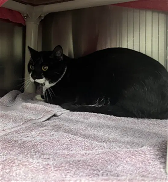 Lullaby - Domestic Short Hair